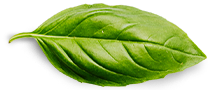 Custom Gift basil-leaf